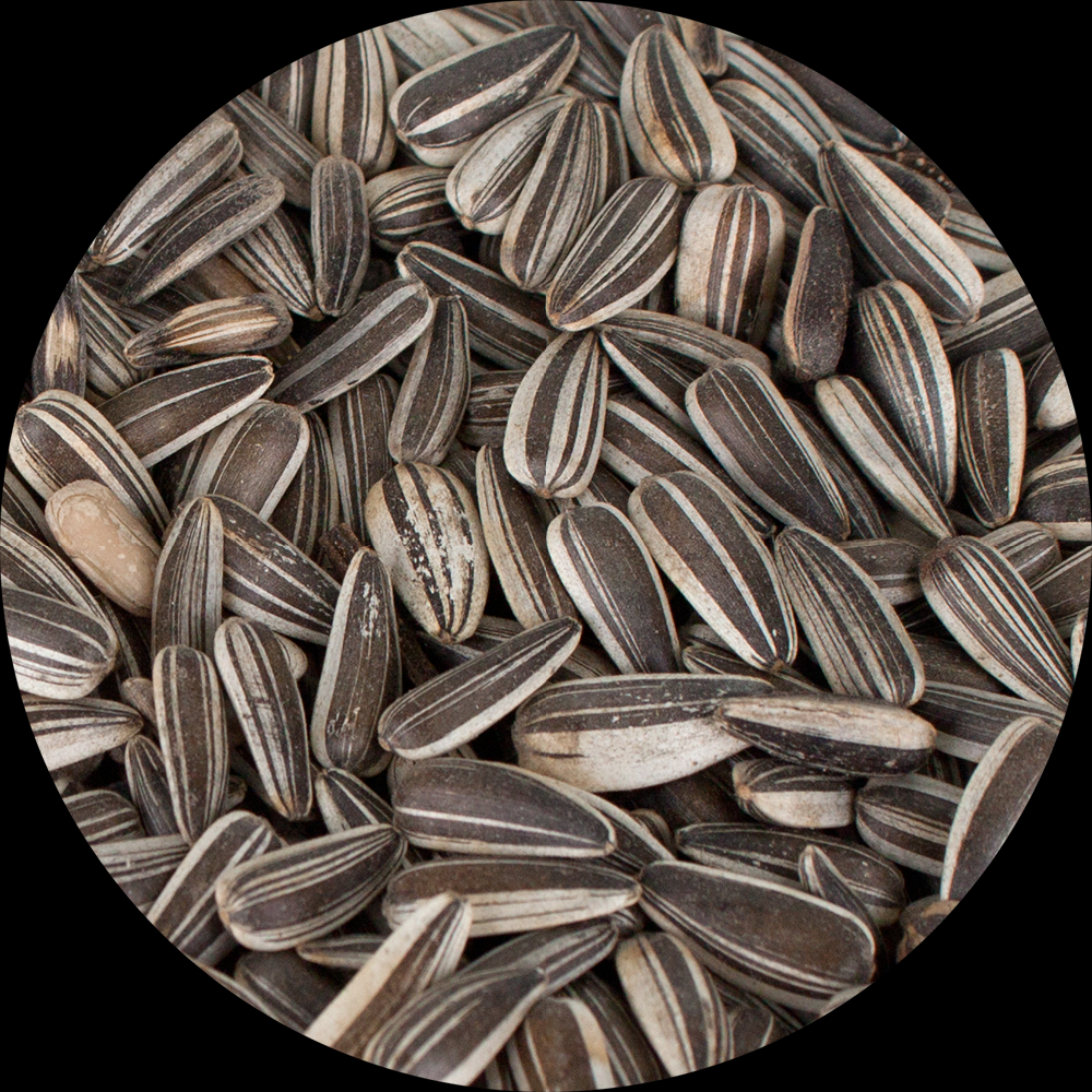 PSP Sweet Premium Sunflower Seed