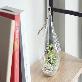 detail image4 Tillandsia Air Plants Hanging Teardrop glass Ionantha set by Joinflower Joinfolia
