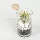 full image Vintage Glass Cup Tillandsia Air Plants DIY Set " Black & White" Joinflower
