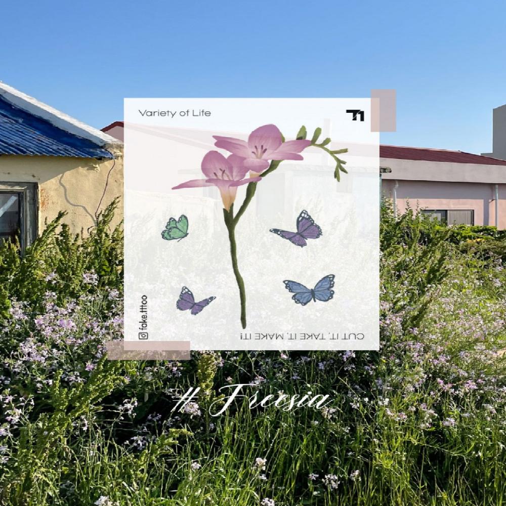 FAKETTT - Freesia